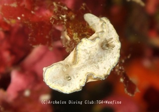 sukinoha231020-nnn.jpg