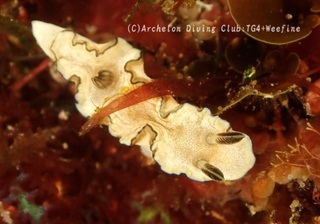 sukinoha240217-n.jpg