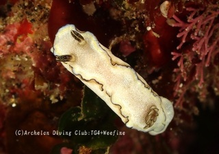 sukinoha240326-s.jpg