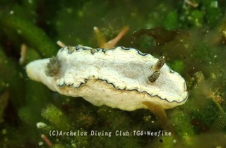 sukinoha240626-s.jpg