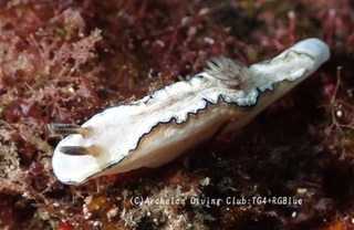 sukinoha241103-y.jpg