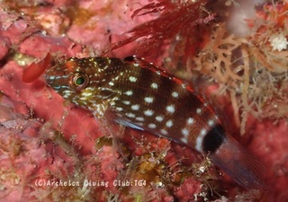 sumitsukigonbe241203-n.jpg