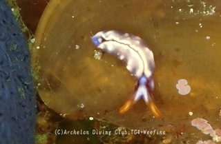 sweetjelly240409-s.jpg