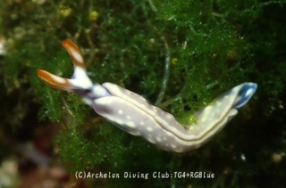 sweetjelly250211-y.jpg