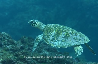 taimai231226-y.jpg