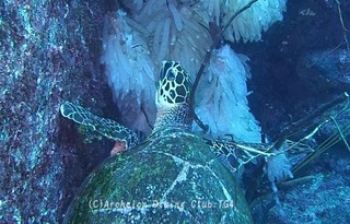 taimai240506-y02.jpg