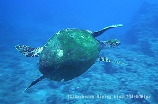 taimai240721-tare.jpg