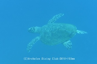 taimai240820-n.jpg