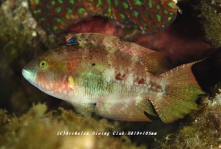 takobera230802-s.jpg