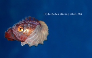 takohune231209-n.jpg