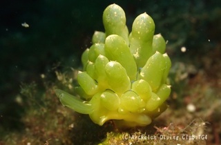 tamamiru240703-.jpg