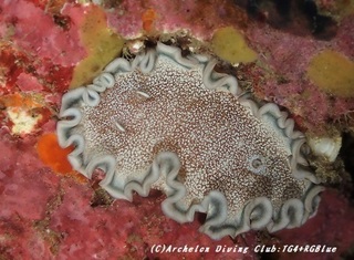 tanuki190426.jpg