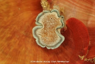 tanuki201110.jpg
