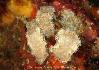tanuki230918-o.jpg
