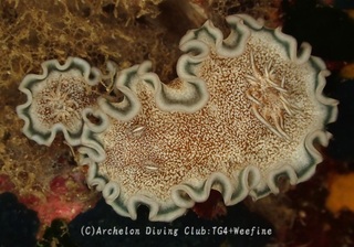 tanuki240111-y.jpg