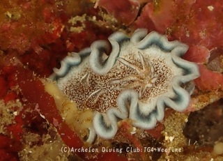 tanuki240128-y.jpg