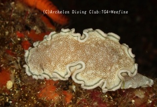 tanuki240526-n.jpg