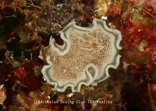 tanuki240603-n.jpg