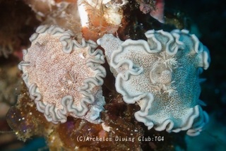 tanuki240709-tare.jpg