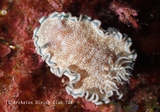 tanuki240830-s.jpg
