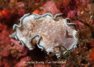 tanuki241030-y.jpg
