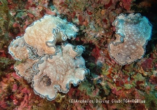 tanuki241212-ai.jpg