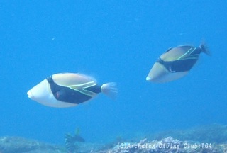 tasukimongara240218-n.jpg