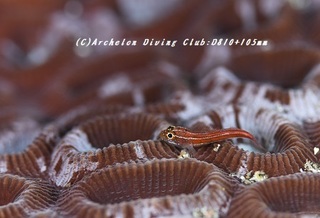 tatehebi181009-01.jpg
