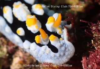 tatehida241128-s.jpg