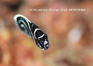 tatejimakin181126-01.jpg