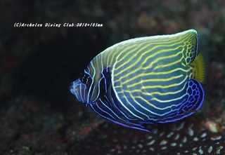 tatekin201118.jpg