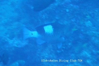 tatesujihata240921-maru.jpg