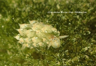 teng201120.jpg