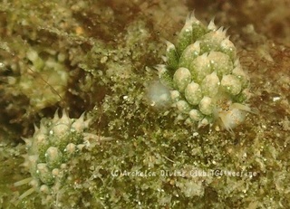 tengmo231013-k.jpg