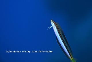 tenkuro191208.jpg