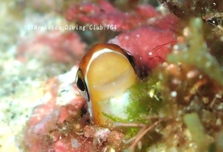 tenkurosuji241006-n.jpg