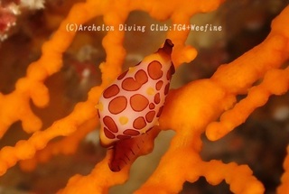 tenrokukebori240529-s.jpg