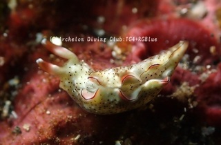 tentenkonoha241226-s.jpg