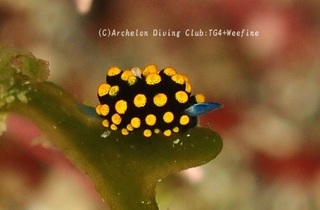 tentou240326-s.jpg