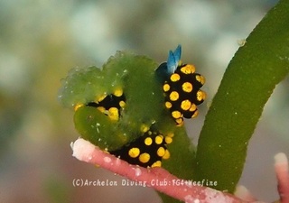 tentou240330-s.jpg