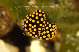 tentou240409-s.jpg
