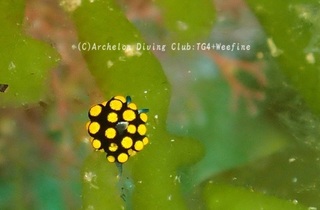 tentou240525-y.jpg