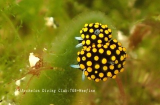 tentou240527-y.jpg