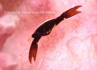 tetoraria240901-k.jpg