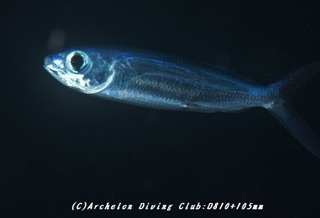 tobiuo180802-02.jpg