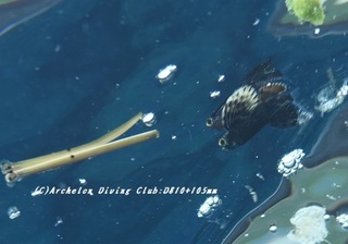 tobiuo190724.jpg