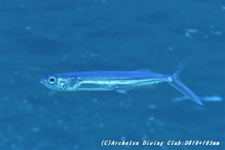 tobiuo191107.jpg