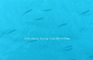 tobiuo240411-n.jpg