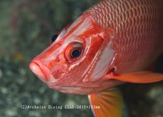 togariebisu240806-n.jpg