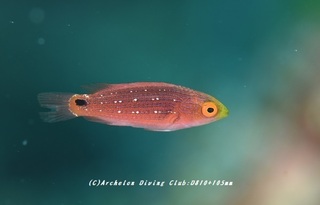 tomoshibi230905-tare.jpg